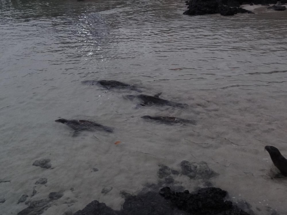 Фото El Paraiso de Isabela