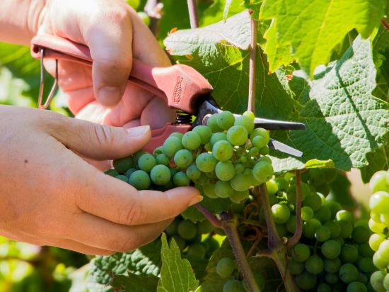 Фото The Ritz-Carlton, Toronto