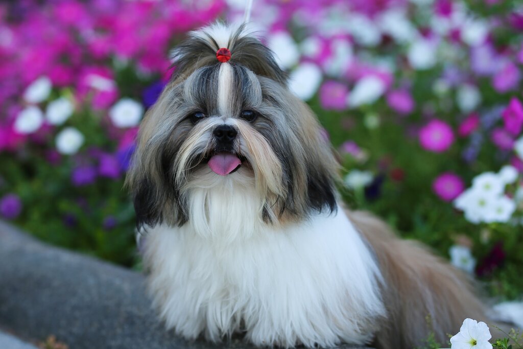 Animal nursery Nursery shih tzu Dzhu Lidzhun Buy a puppy, Oryol Oblast, photo