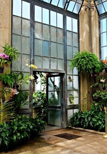 Фото Wild Wisteria