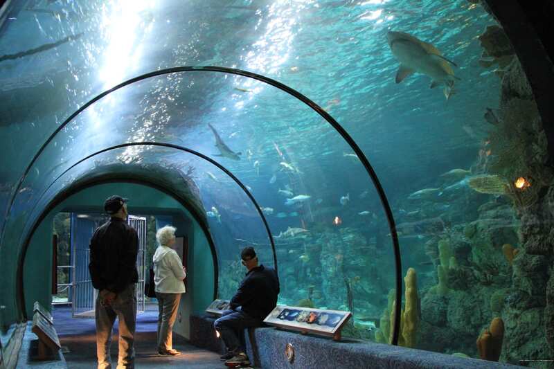 Фото Moody Gardens Hotel, SPA and Convention Center