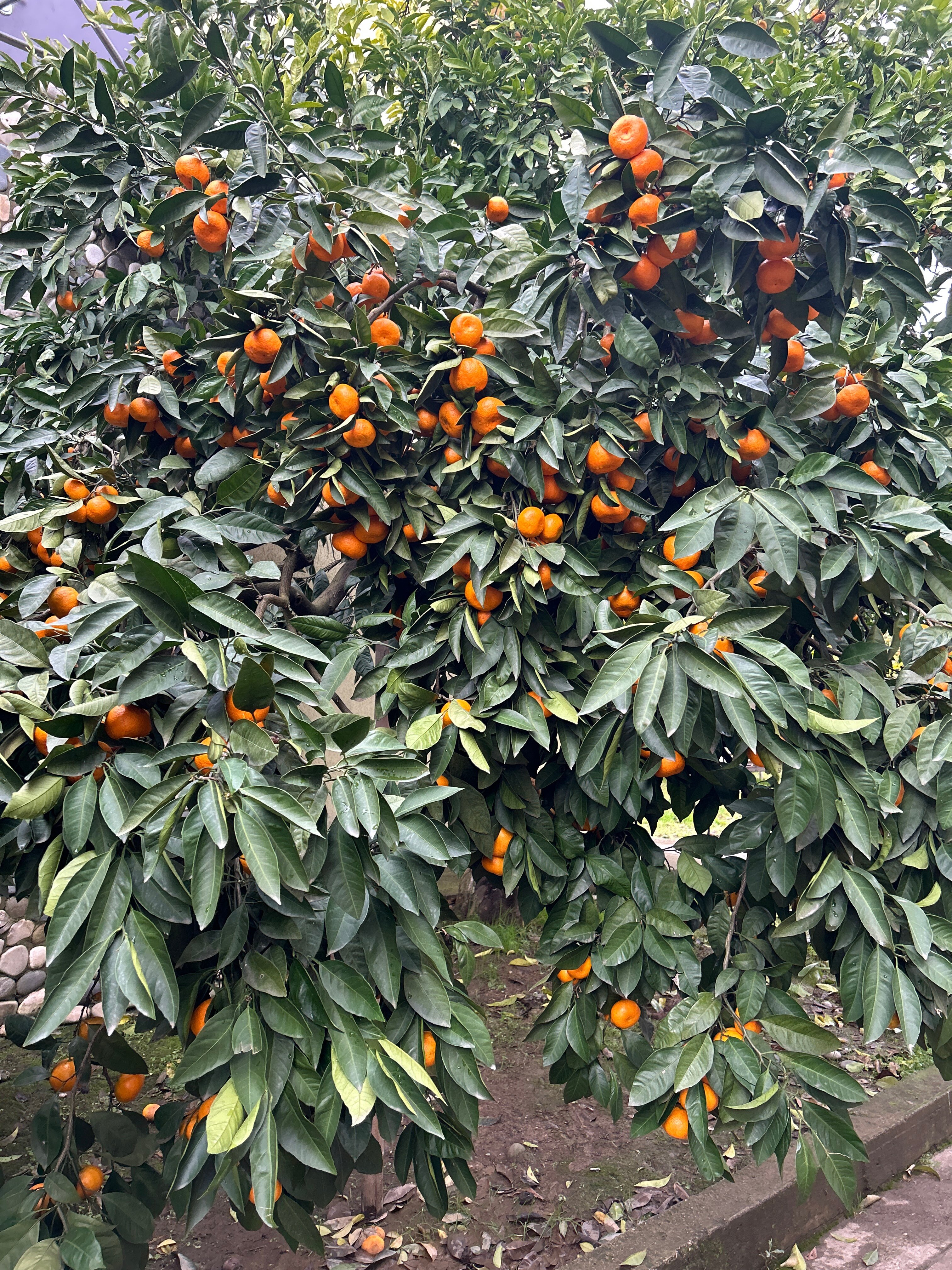 Фото Дивный Сад