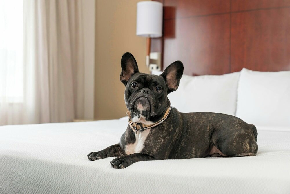 Фото Residence Inn by Marriott San Antonio Six Flags at The Rim