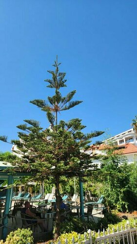Гостиница Pineta Park Deluxe Hotel в Армуталане