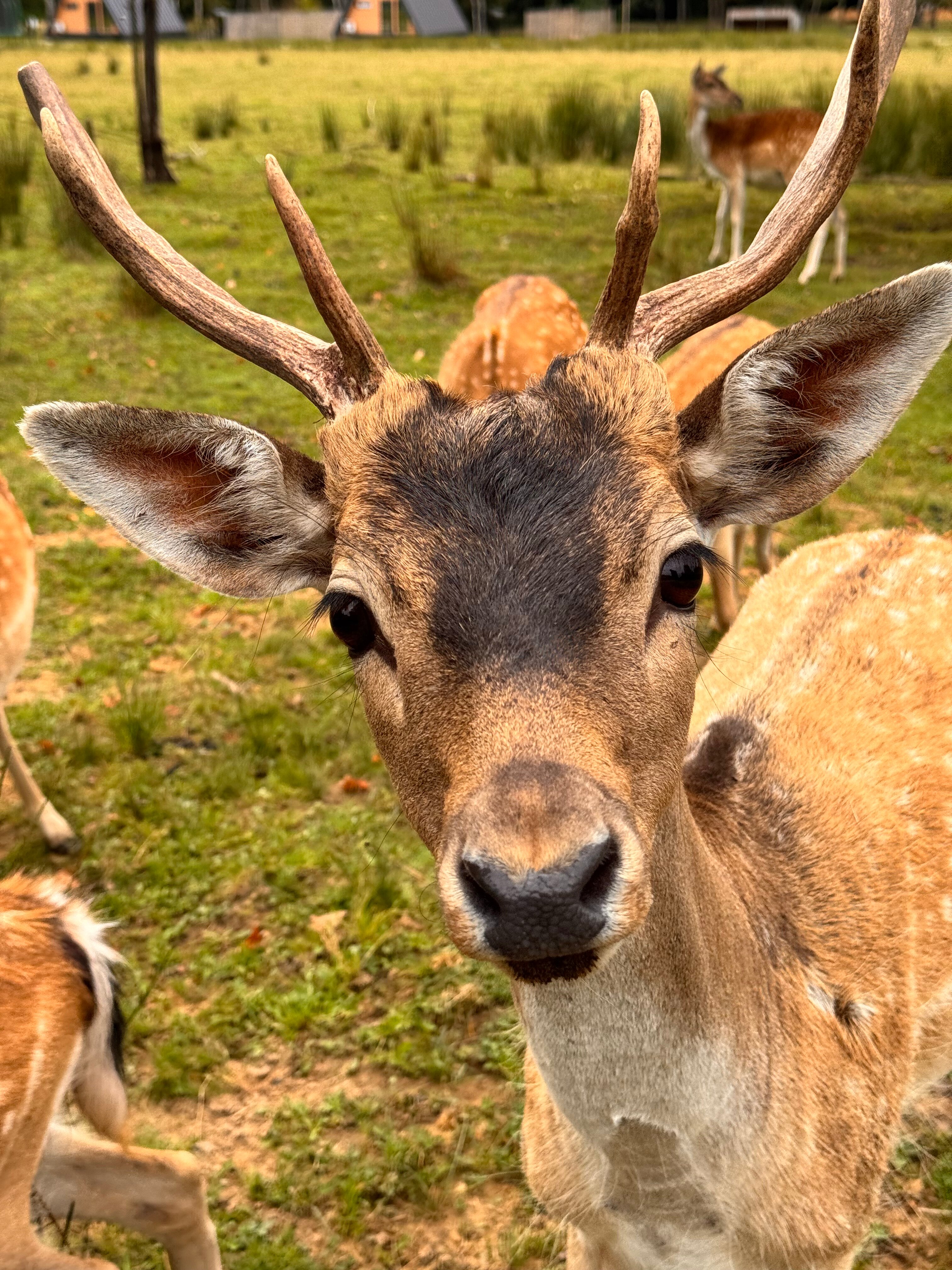 Фото Дом Лани