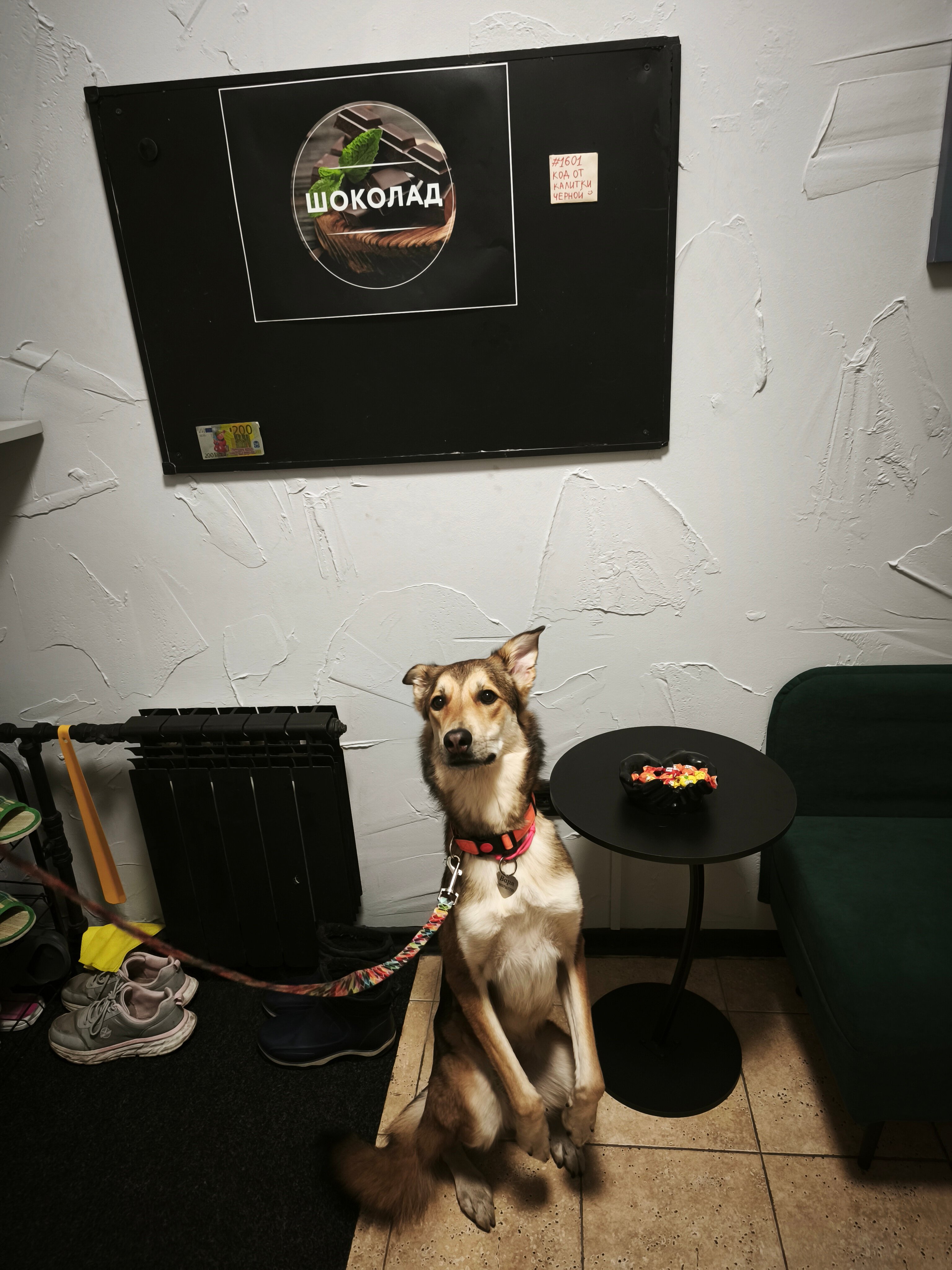 Фото Шоколад