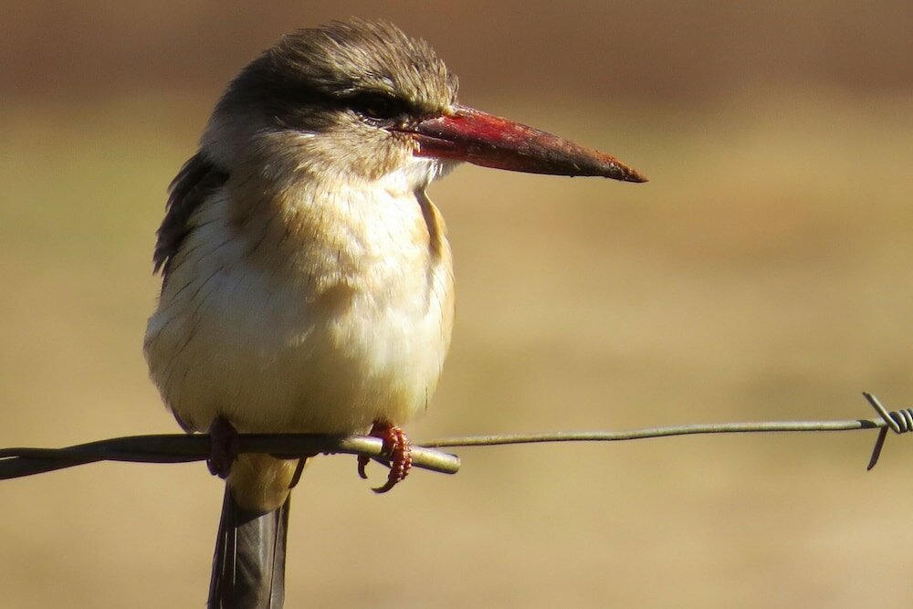 Фото Crocodile Bridge Safari Lodge