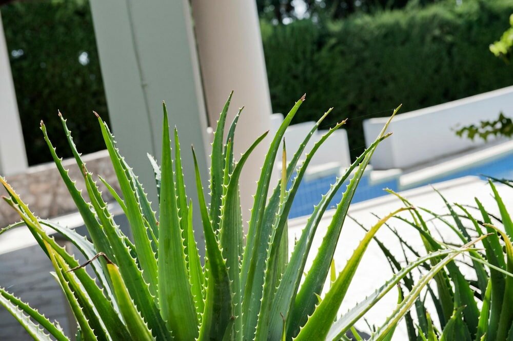 Фото Villa Aurea