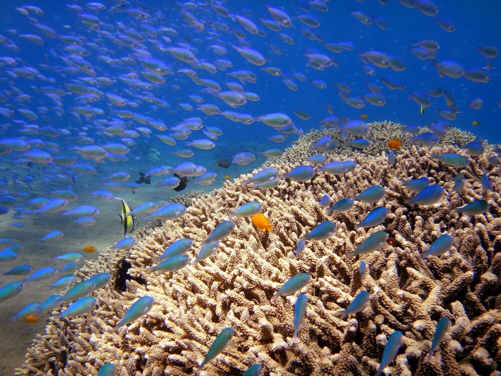 Фото Arya Amed Beach Resort and Dive Center