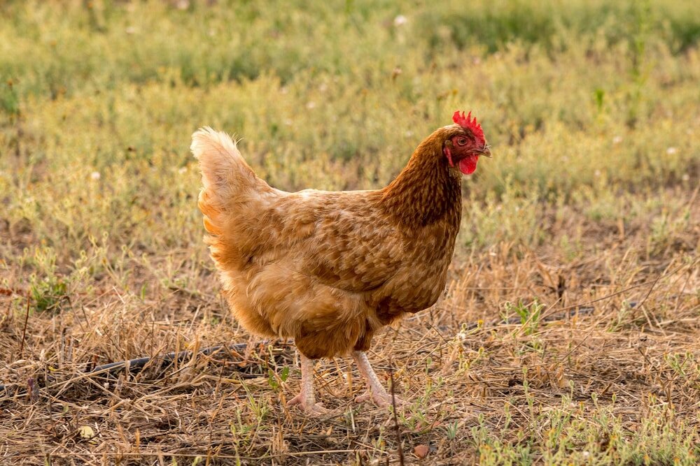 Фото Agriturismo Casale degli Ulivi