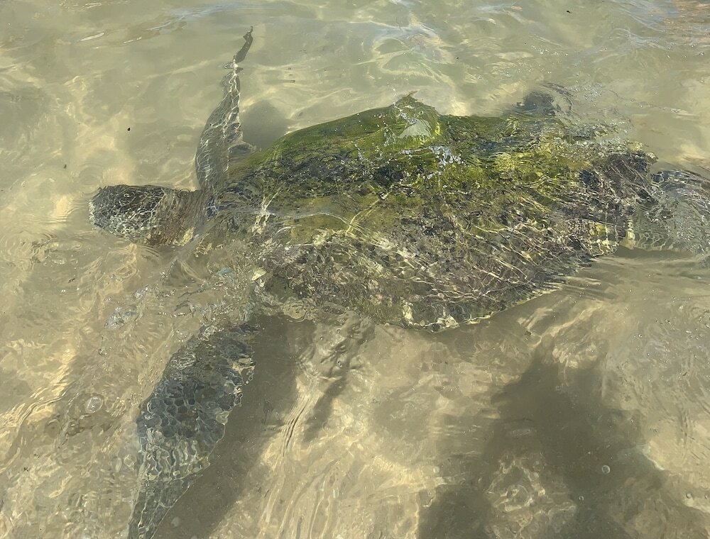 Фото Curry Bowl Restaurant & Turtles Rest