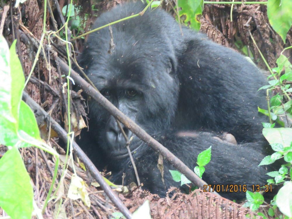 Фото Lake Bunyonyi Rock Resort
