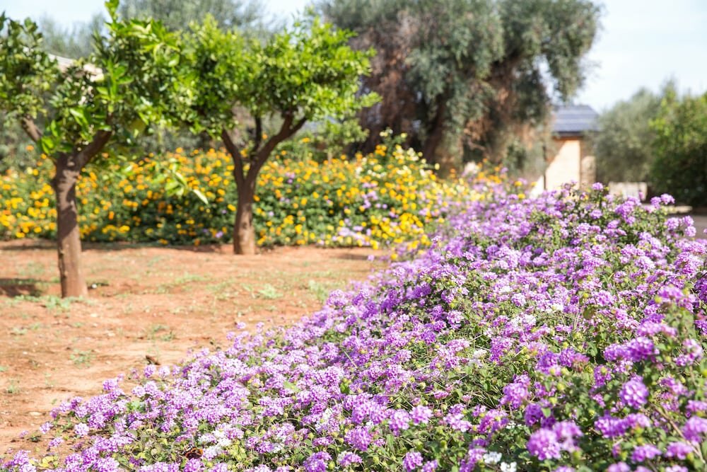 Фото Masseria Saietti