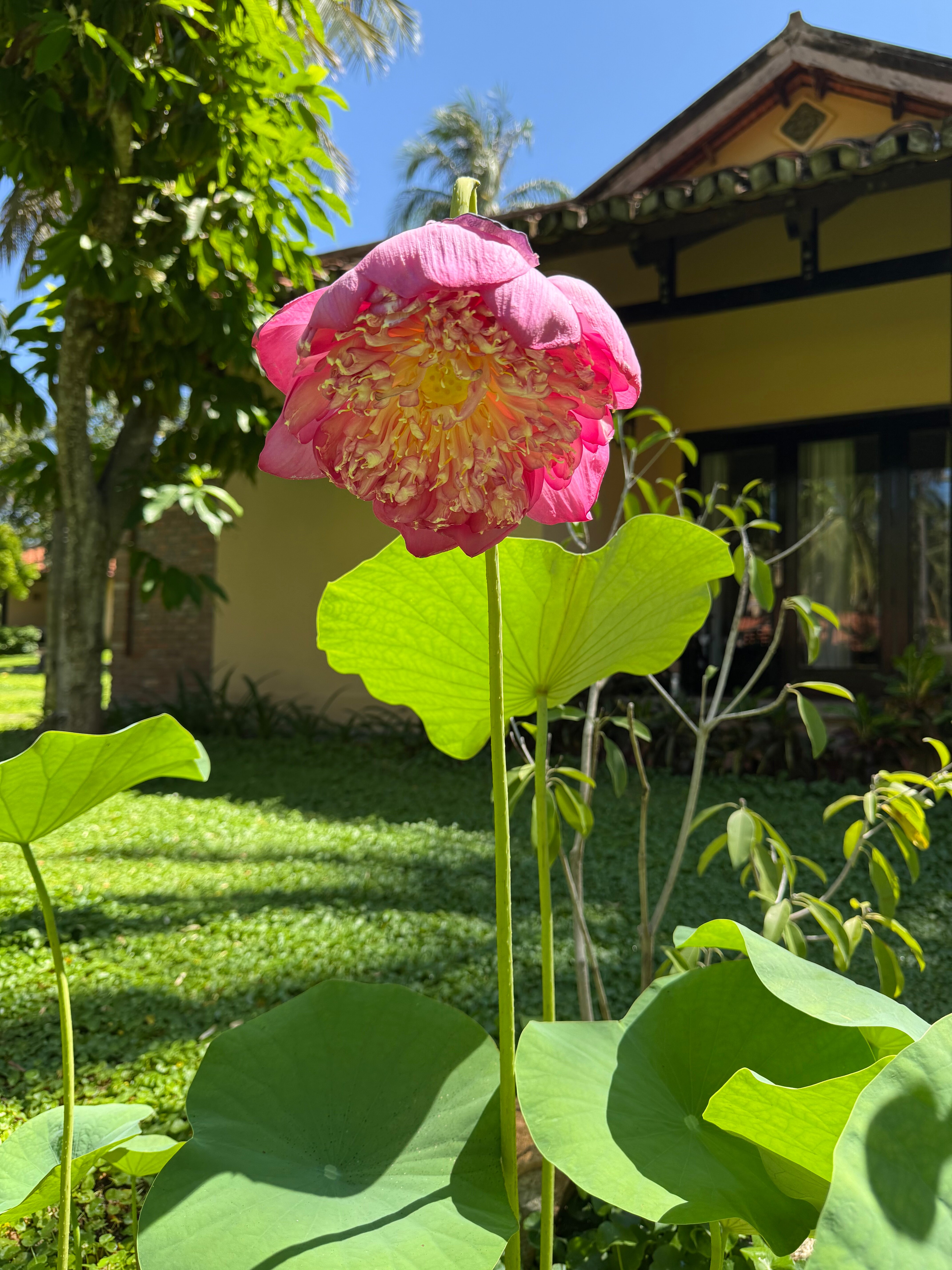 Фото Seahorse Resort & SPA