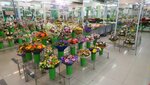 Cvetopttorg (Bogatyrskiy Avenue, 10), flower shop