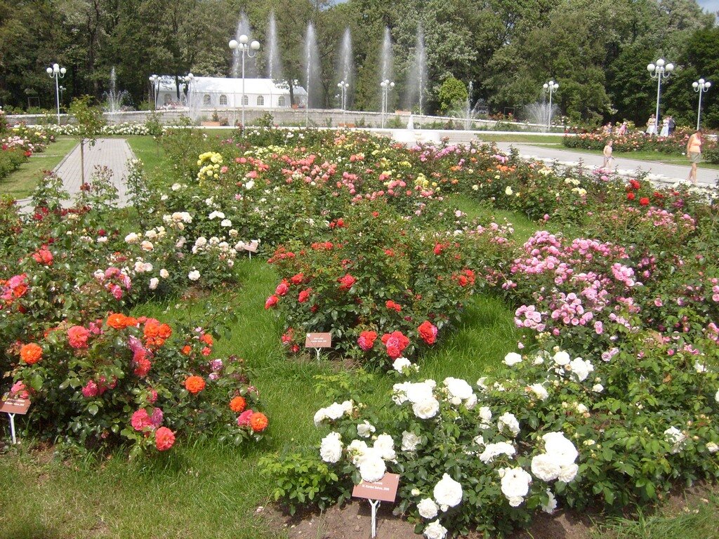 Достопримечательность Розарий, Москва, фото