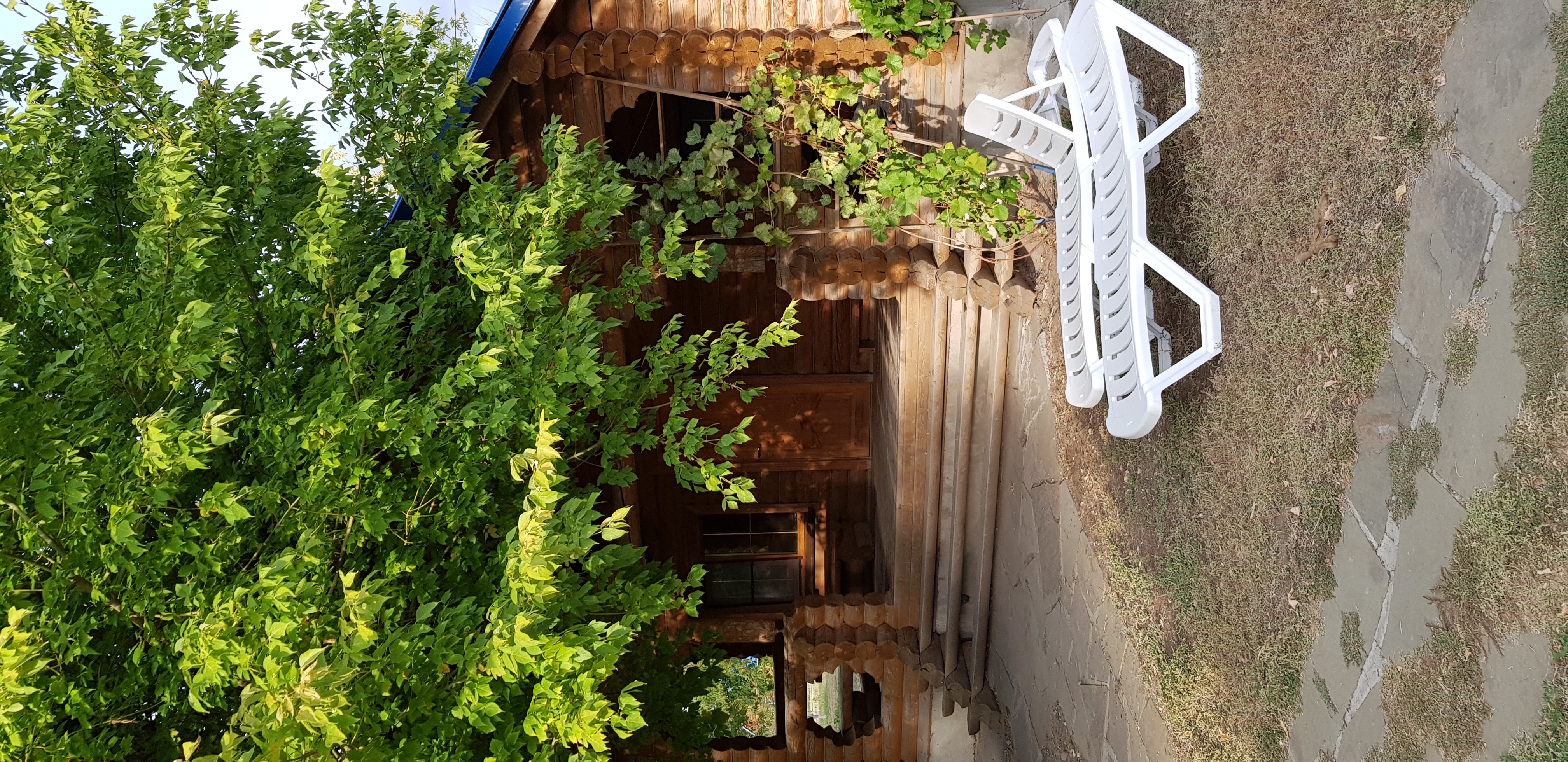 Фото Синяя птица