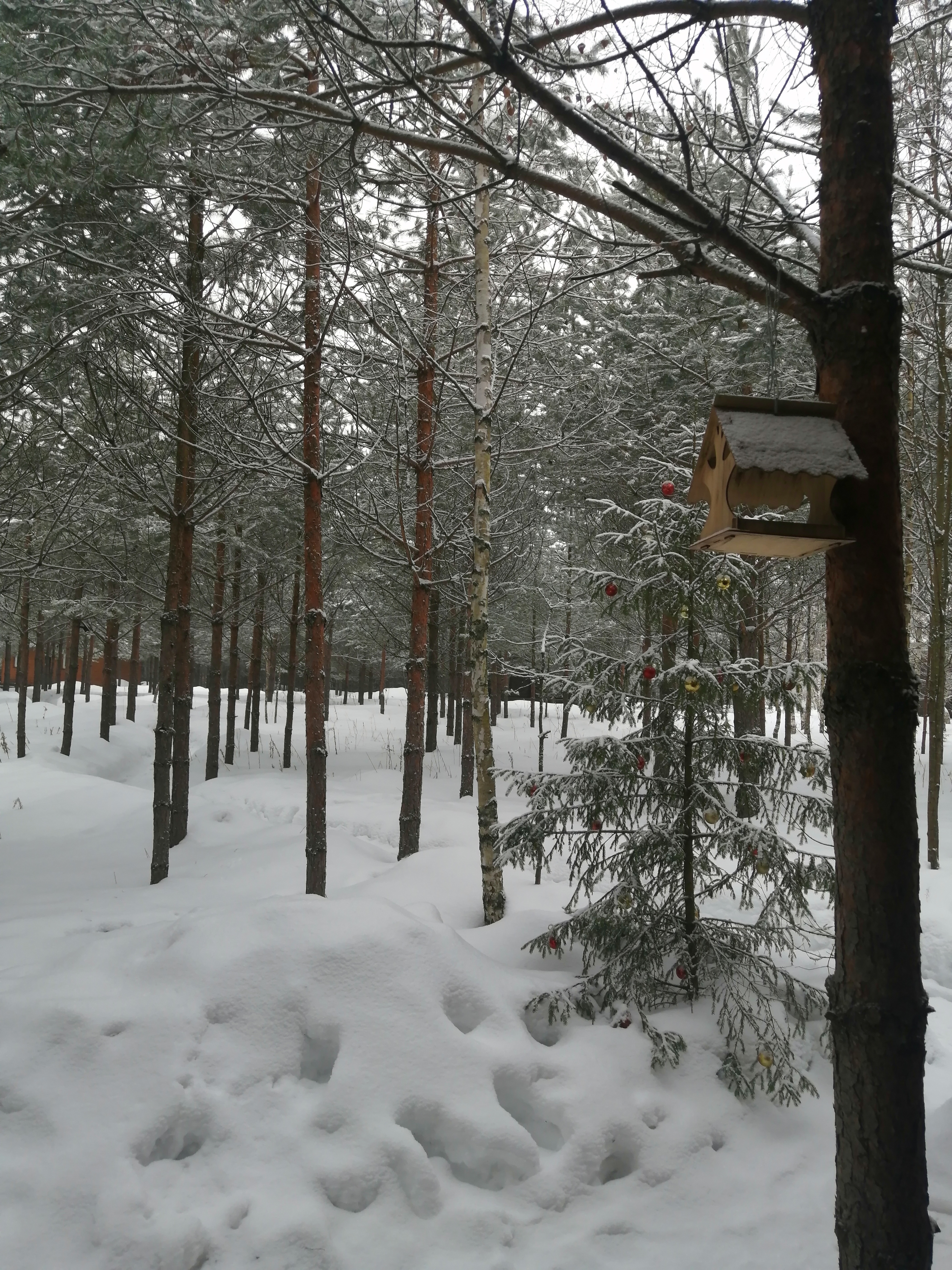 Фото Skazka в лесу