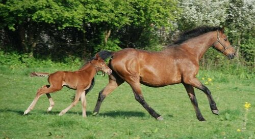 Гостиница Domaine du Haul в Шербур-Октевиле