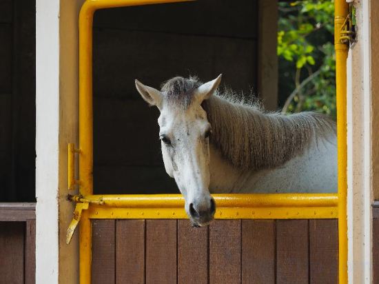 Фото The Menjangan Lifestyle Retreats