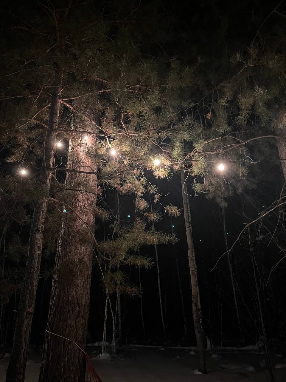 Фото Эхо леса