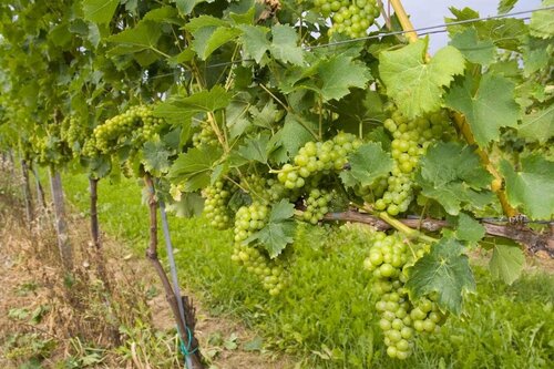 Гостиница Frühstückspension Weingut Buschenschank Kleinschuster в Штирии