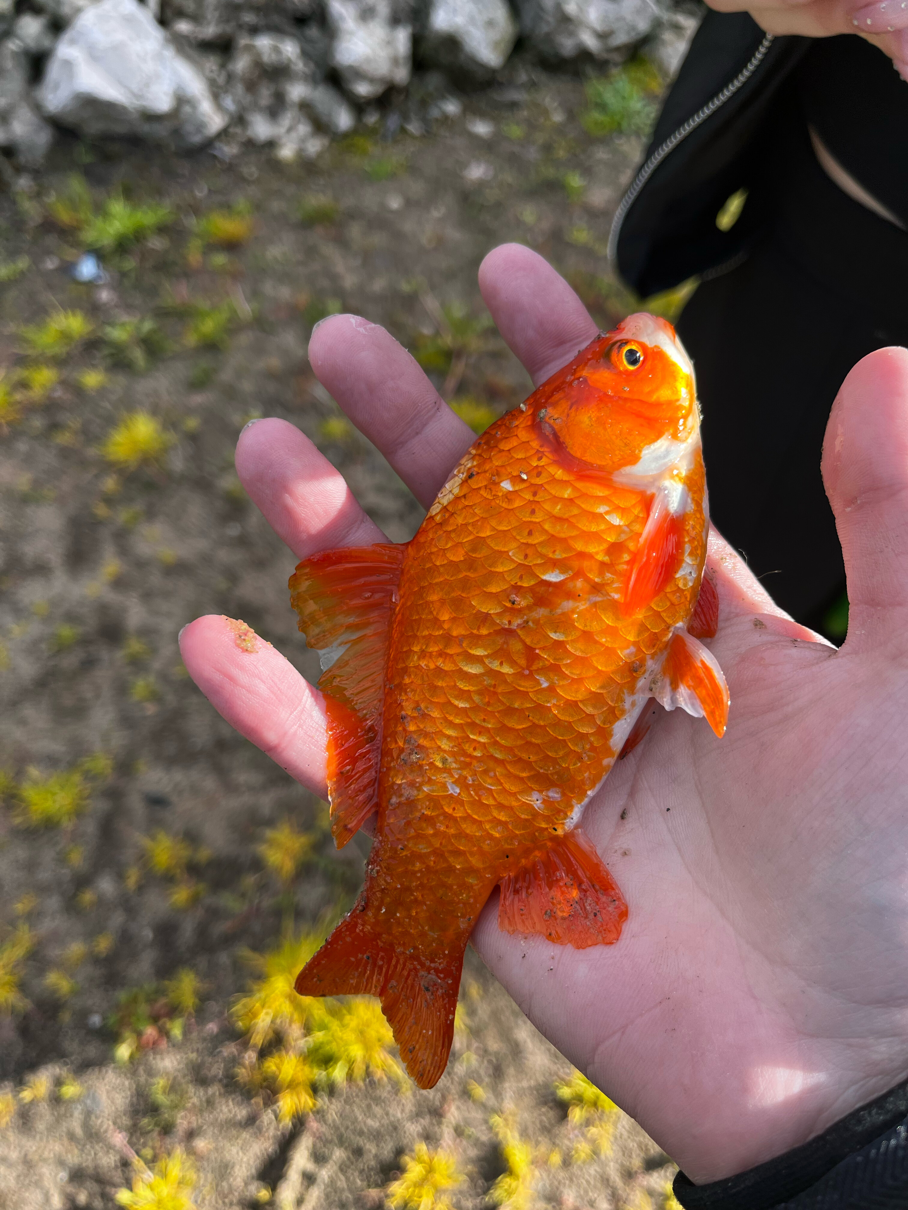 Фото Миллениум