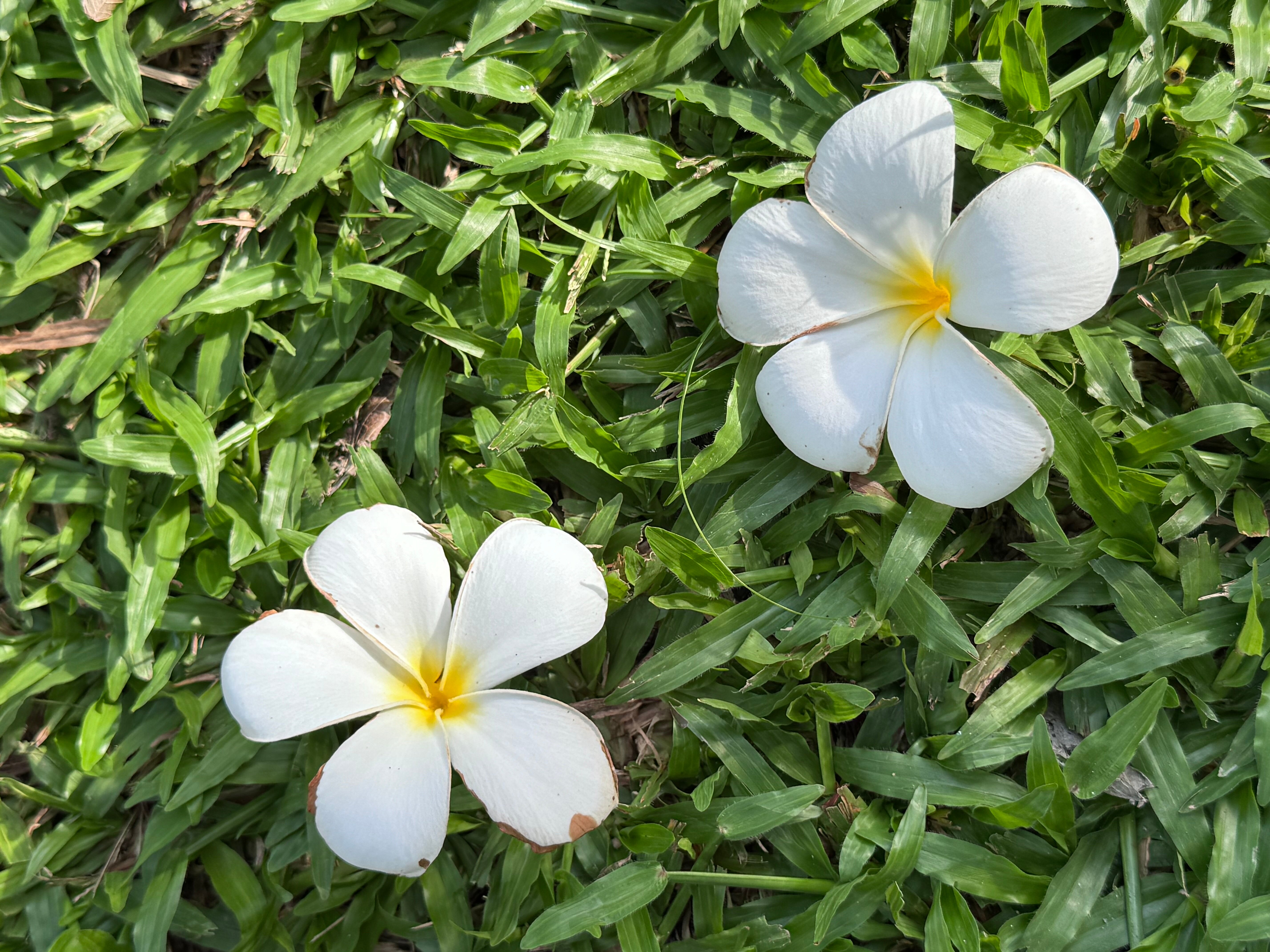 Фото Sunshine Garden Resort