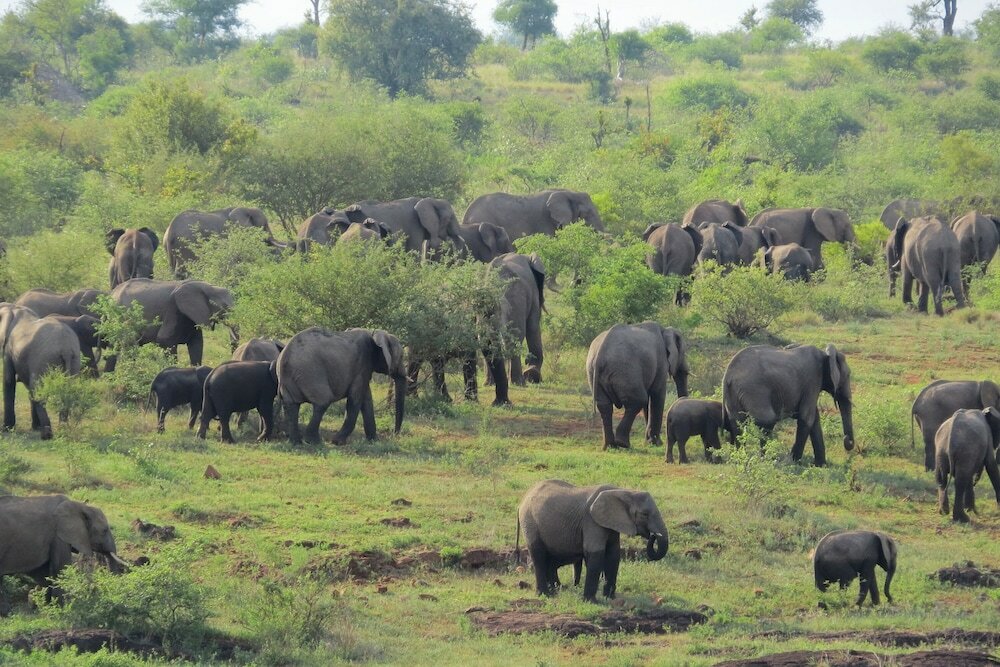 Фото Crocodile Bridge Safari Lodge