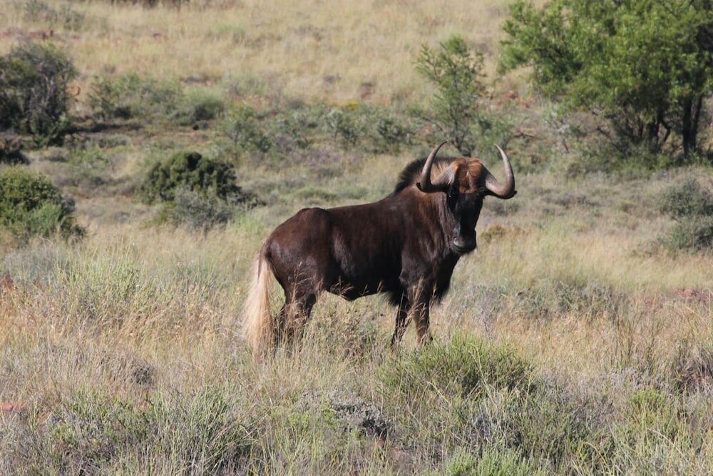 Фото Ko-Ka Tsara Bushcamp
