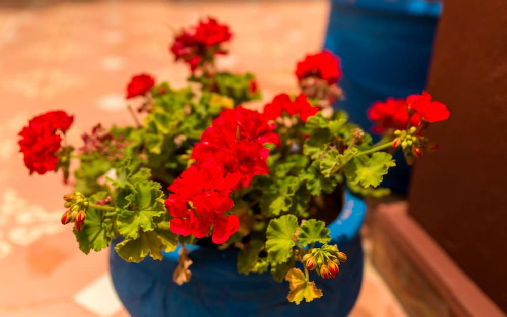 Фото Riad Errabii