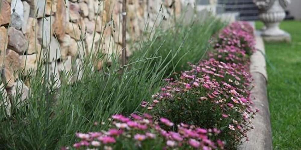 Фото Stone Olive Guest House