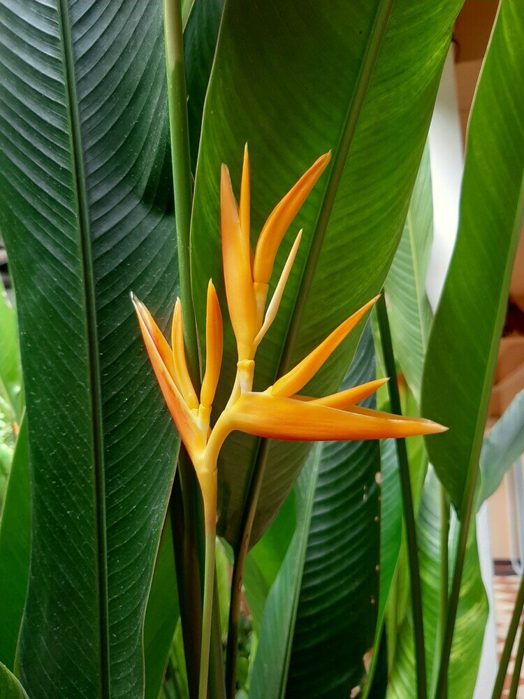 Фото Guesthouse Liam's Suan Dok Mai