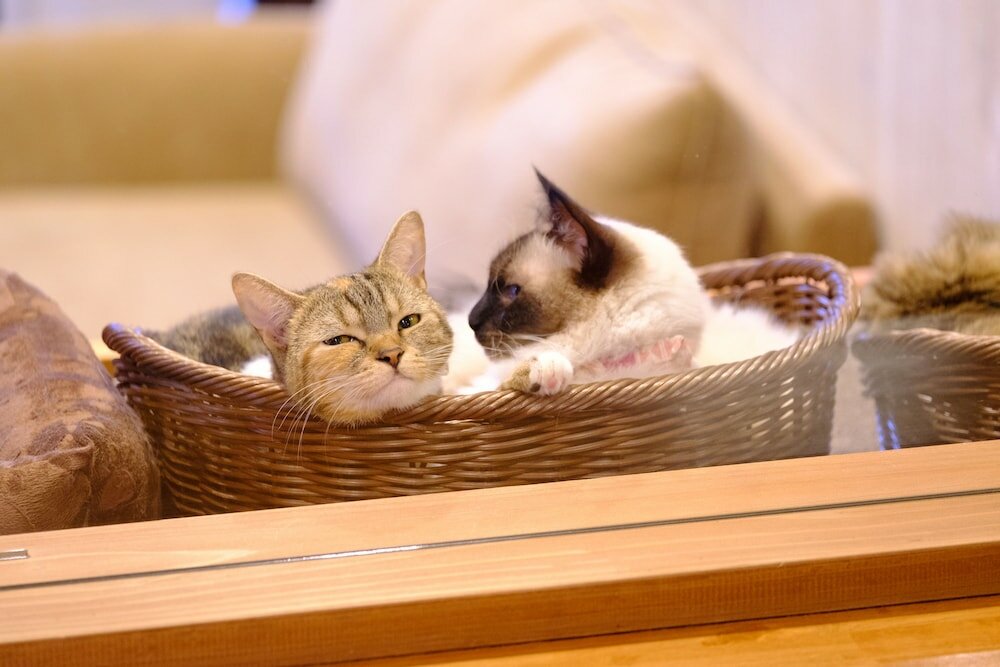 Фото Yufuin Waraneko no Yado