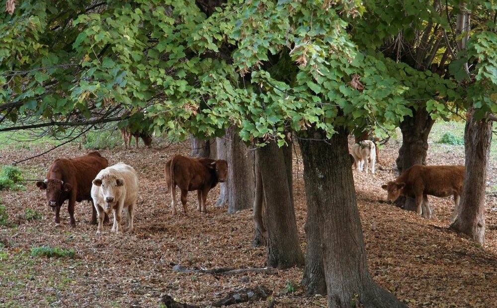 Фото Hotel Jaume