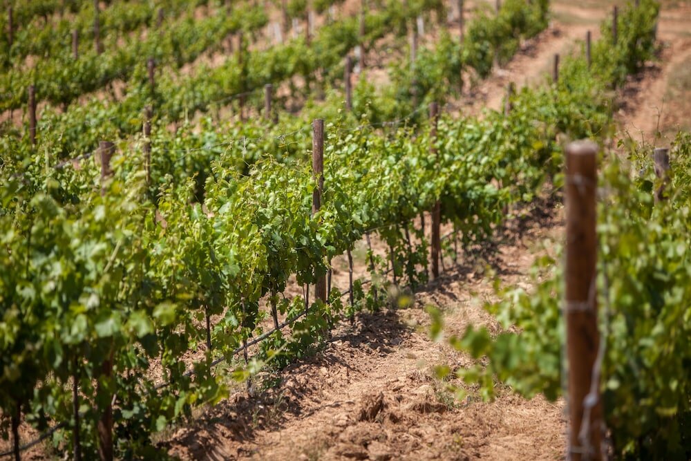 Фото Monte da Esperança