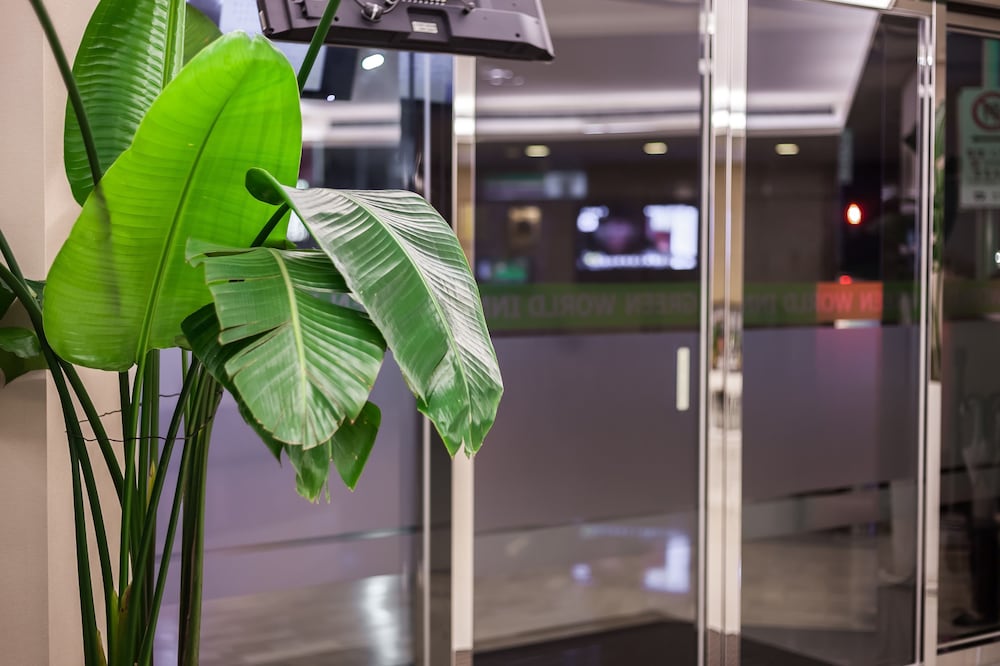 Фото Green World Linsen