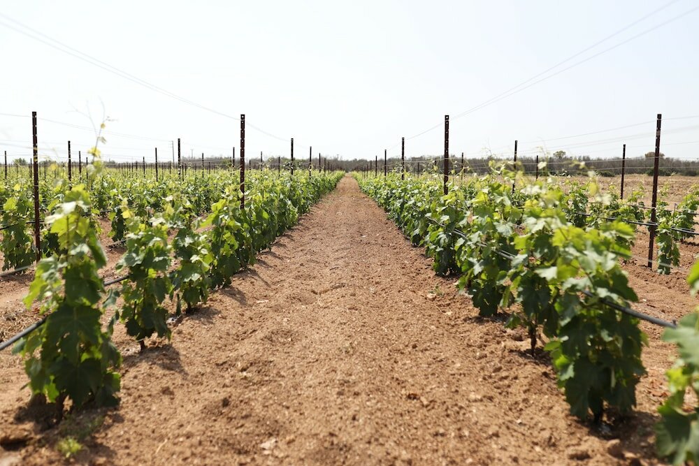 Фото Tenuta Monacelli Lecce