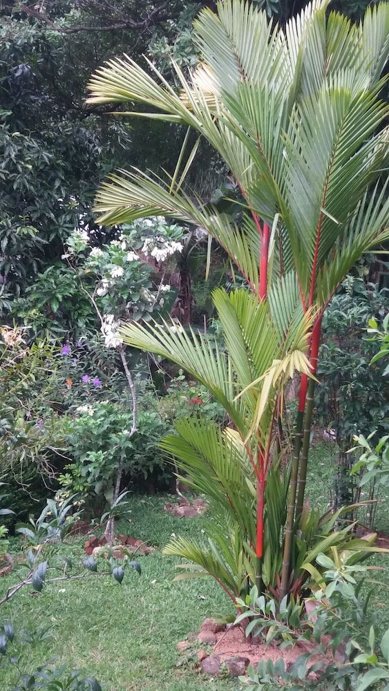 Фото Ka Mario Guesthouse