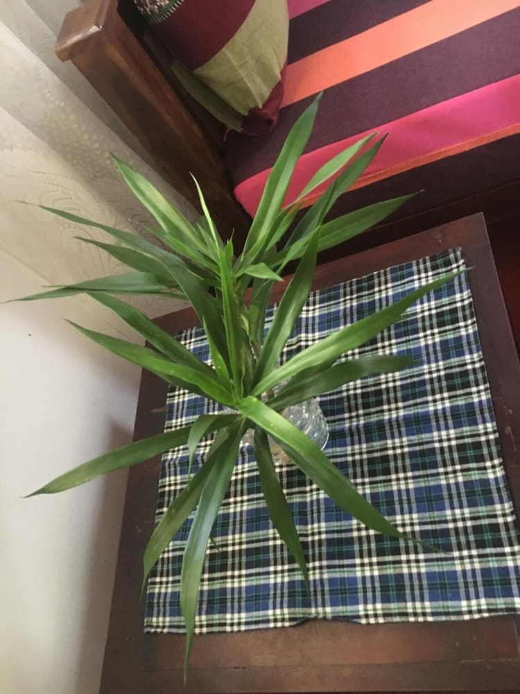 Фото Jungle Guest House