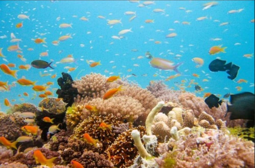 Фото Zan View Hotel