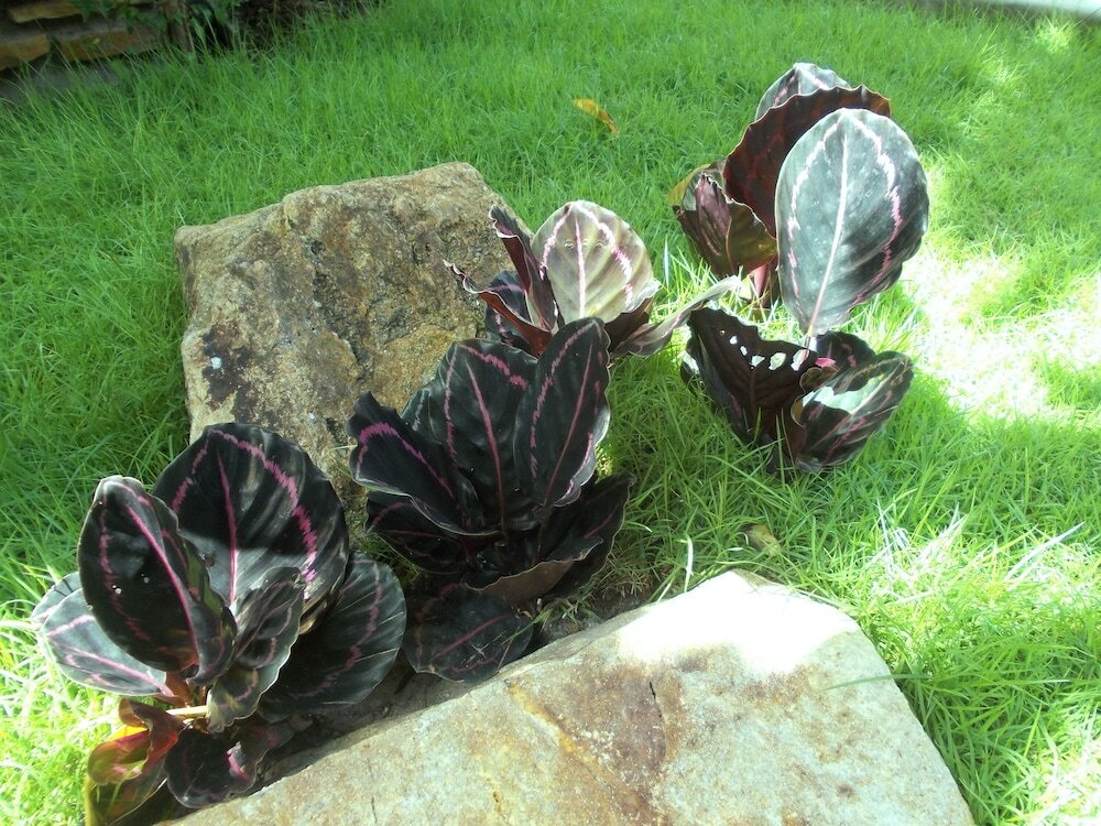 Фото Capricorn Village