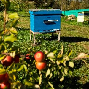 Фото Медвежья Гора