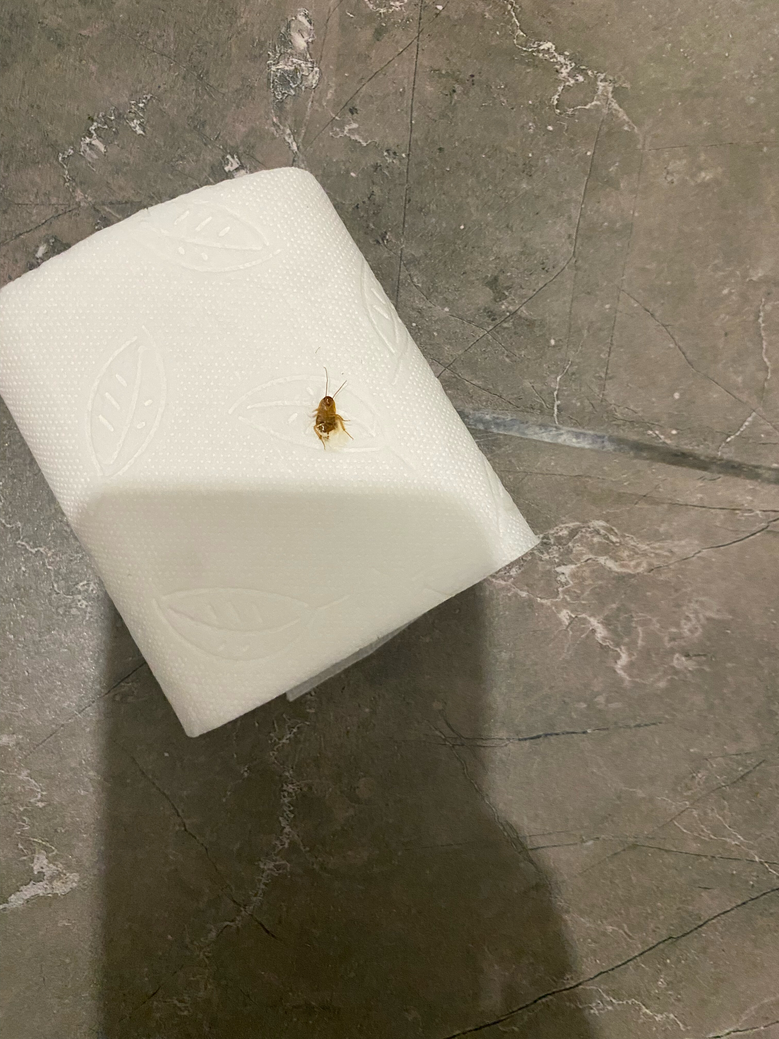 Фото Компас