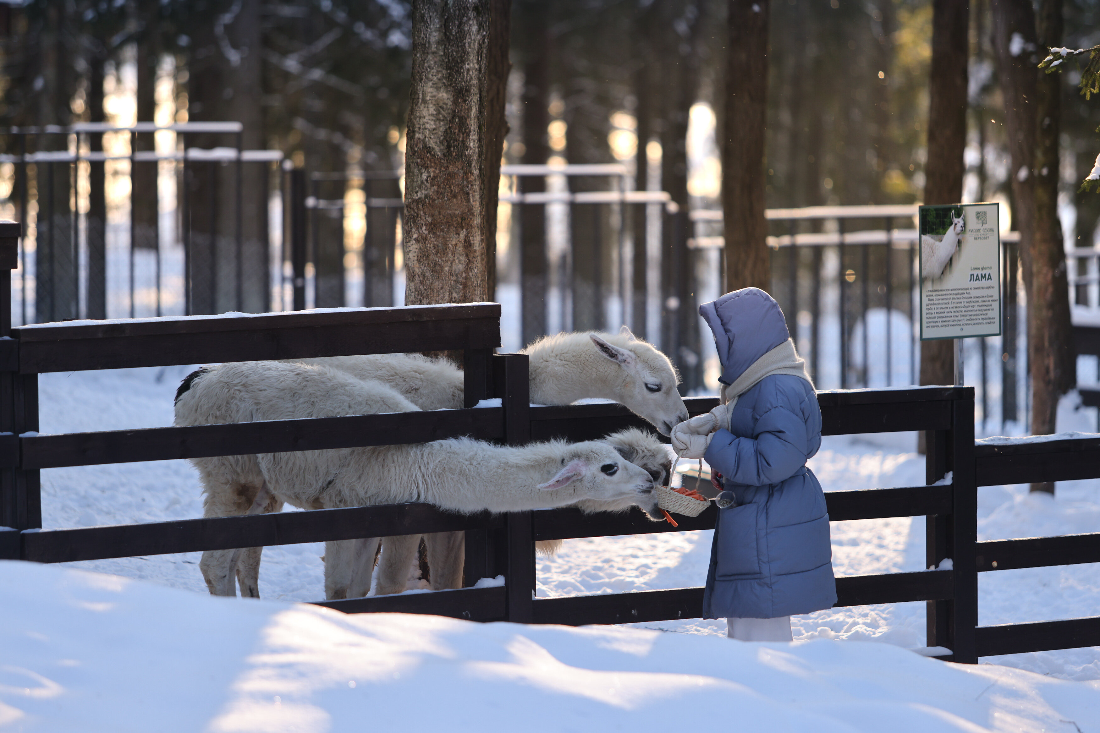 Фото Русские Сезоны Спорт Отель Пересвет