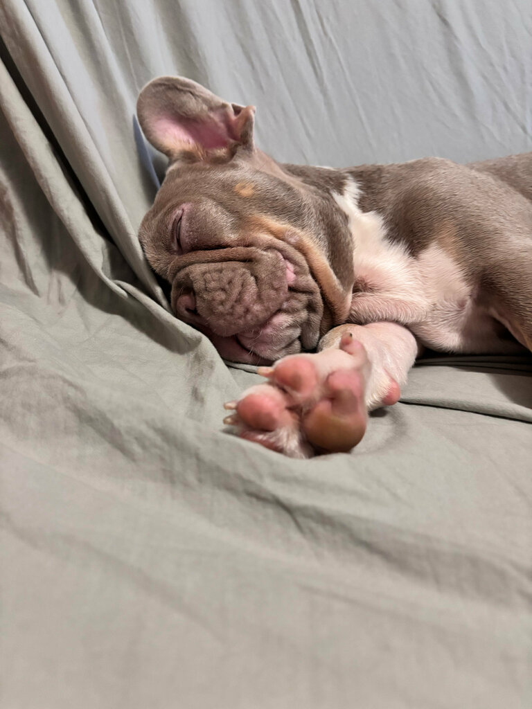 Pet shop Zoozavr, Moskovsky, photo