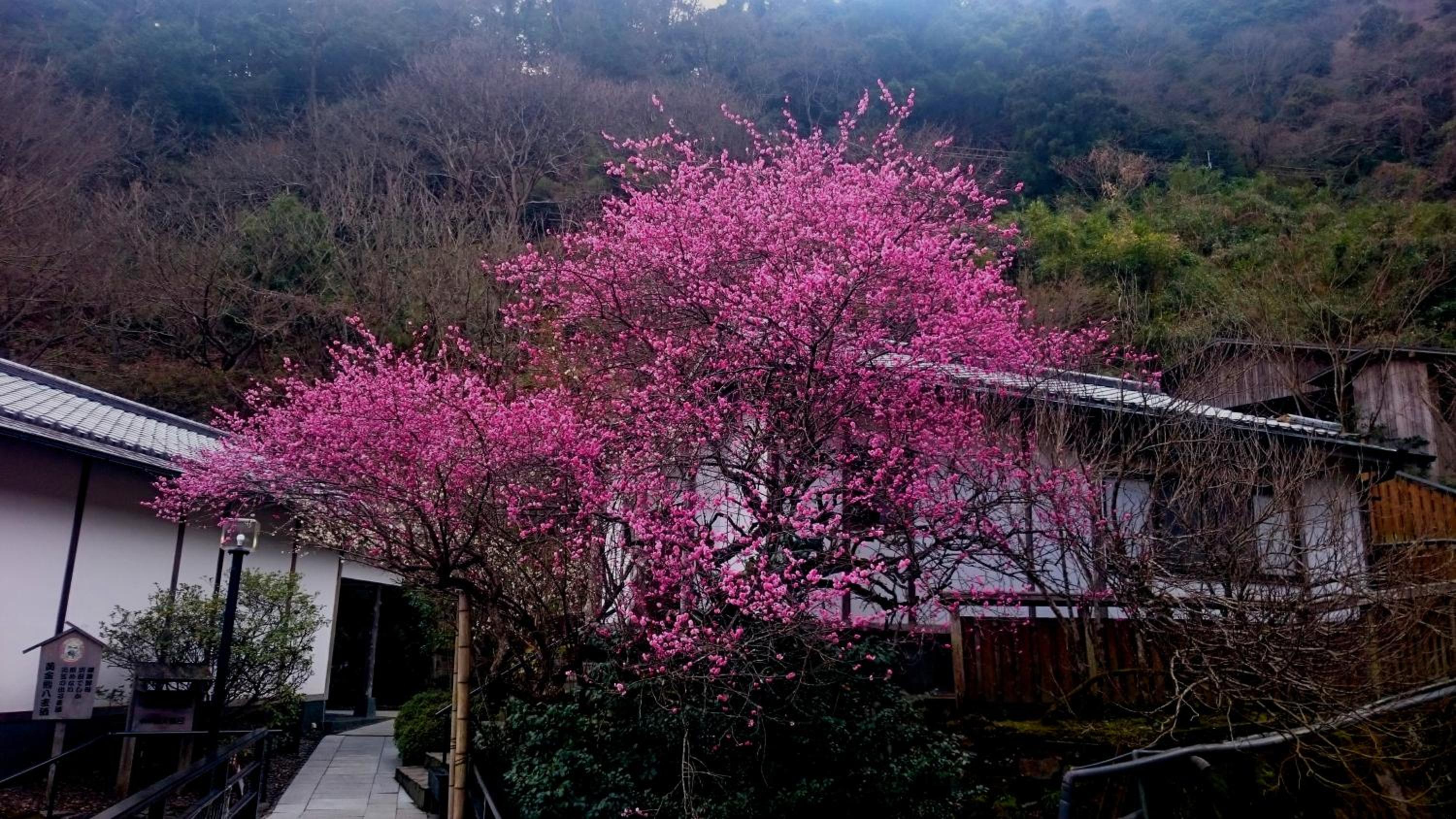Фото Beppu Onsen Beppu Showaen
