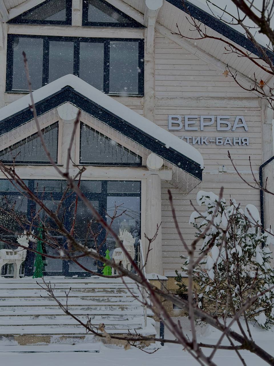 Фото Верба
