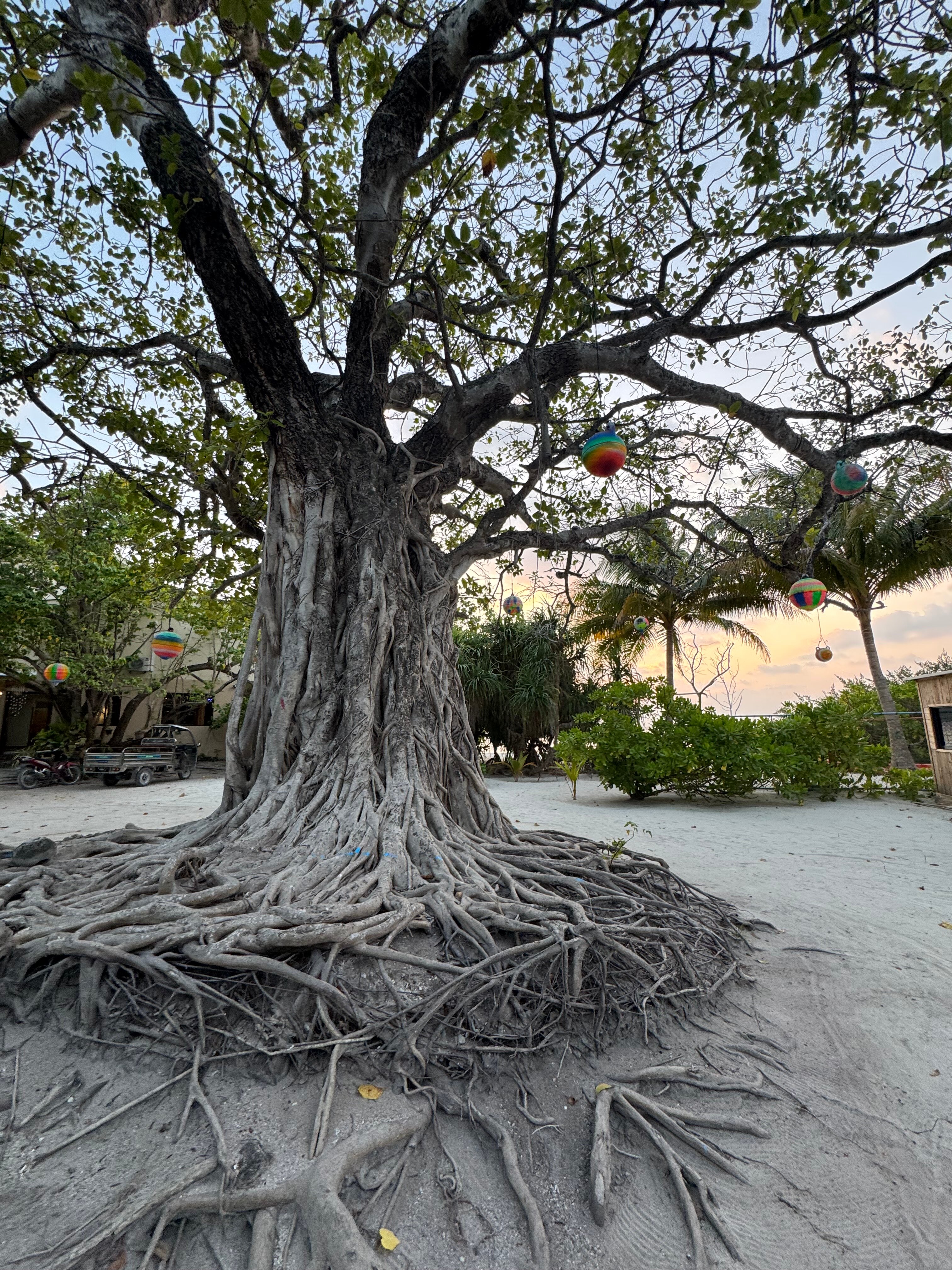 Фото Lagoon View Maldives