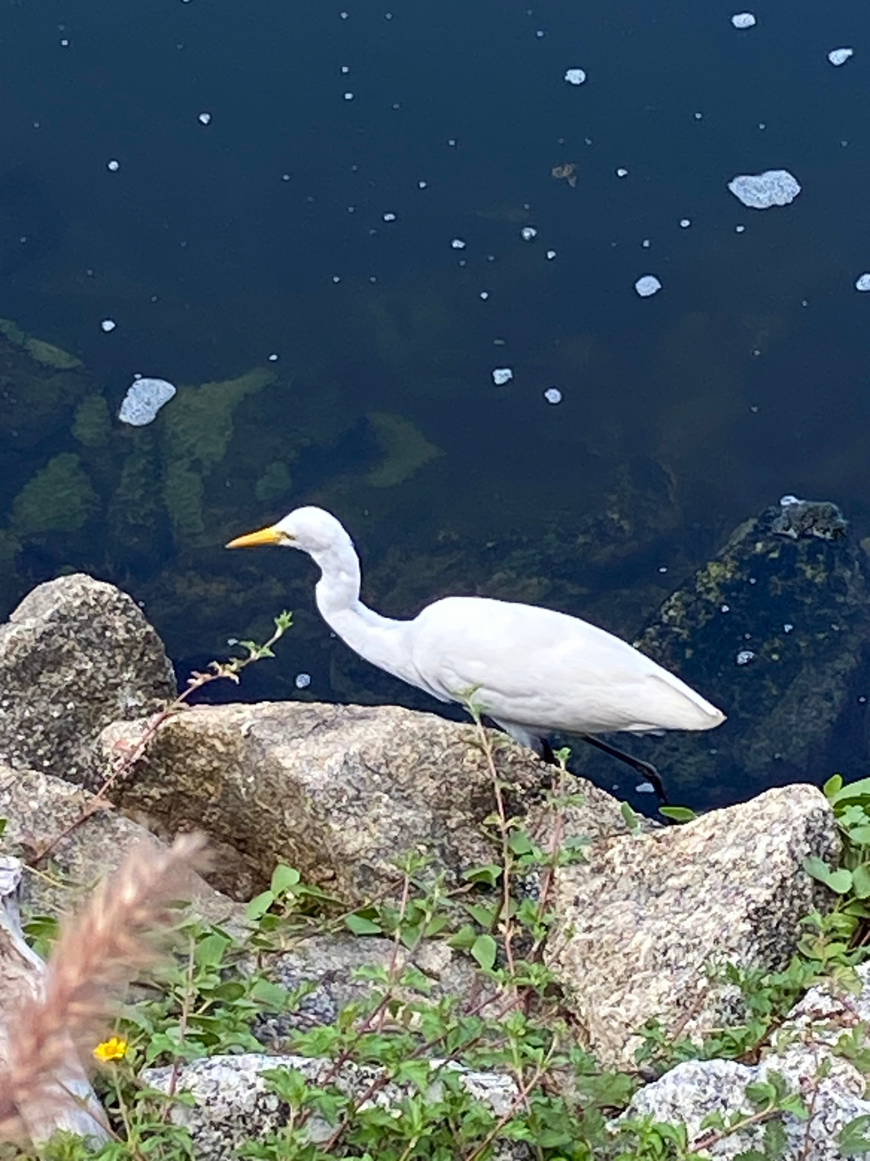 Фото Cassia Phuket